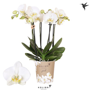 White Phalaenopsis Orchid – 4 Stem, 12cm Pot