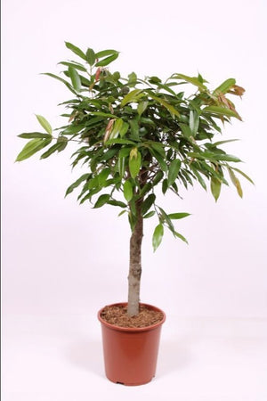 Ficus Amstel King – 27cm Pot, 120cm High