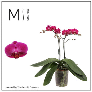 Purple Phalaenopsis Orchid – 3 Stem, 12cm Pot