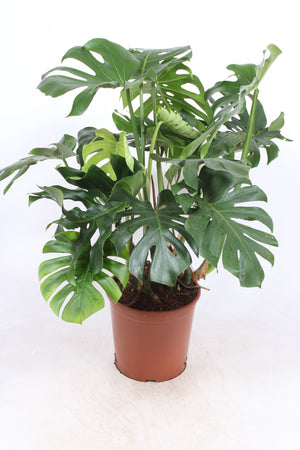 Swiss Cheese Plant (Monstera deliciosa) – 30cm Pot, approx. 80cm