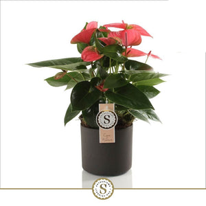 Red Anthurium Houseplant – 12cm Pot, 40cm High