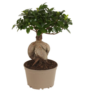 Ginseng Ficus Bonsai (Ficus microcarpa) – 18cm Pot