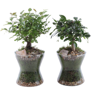 Mixed Indoor Bonsai Tree – 13cm Glass Pot