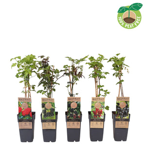 Mixed Fruit Plant – 15cm Pot, Approx. 50cm Height