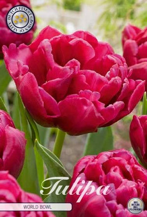 Double Late Tulip ‘World Bowl’ Flower Bulbs – 7 Bulbs