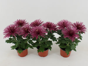White Chrysanthemum ‘Anastasia’ – 12cm Pot