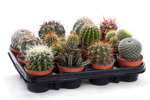 Mixed Cactus Collection – 8.5cm Pots