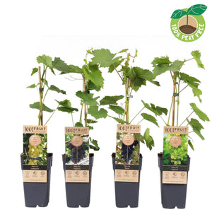Grape Vine (Vitis vinifera) – 15cm Pot