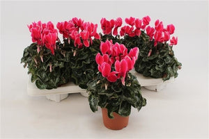 Neon Pink Cyclamen persicum – 10.5cm Pot