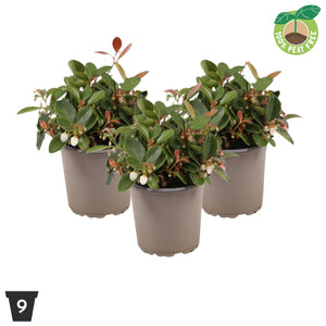 Big Berry Gaultheria – 9cm Pot