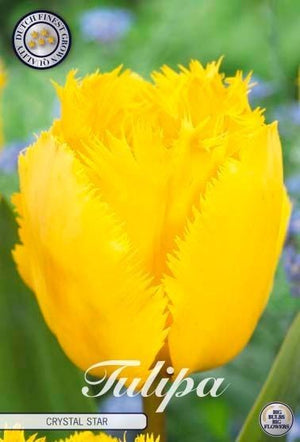 Tulipa ‘Fringed Crystal Star’ Tulip Bulbs – 12 cm