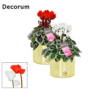 White Small-Flowered Cyclamen (Cyclamen persicum) – 13cm Pot