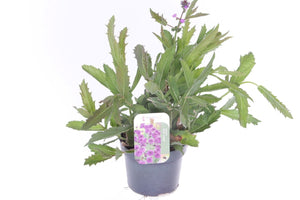 Venosa Verbena (Verbena rigida) – 13cm Pot