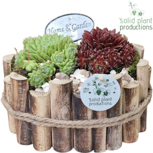 Sempervivum Bologna Arrangement – 23cm Wooden Pot