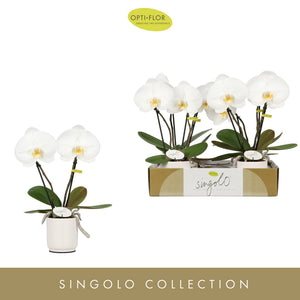 White Phalaenopsis Orchid – 9cm Ceramic Pot