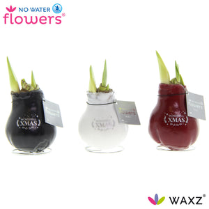 Waxed Hippeastrum Christmas Message Bulb – Mixed Colours
