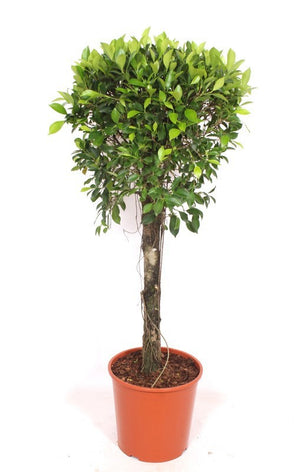 Ficus Nitida Indoor Tree – 30cm Pot, Approx. 130cm High