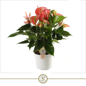 Red Anthurium 'Livium' (Flamingo Flower) – 17cm Pot