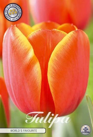 World’s Favourite Darwin Hybrid Tulip Bulbs – 10 Pack
