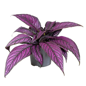 Strobilanthes Metallica – 13cm Pot