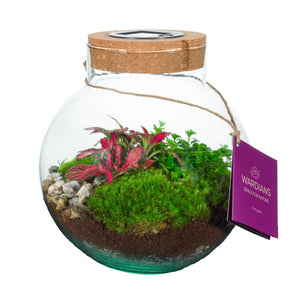 Venus Flytrap Terrarium with LED Showbox – 20cm