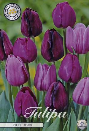 Tulip ‘Purple Heart’ Flower Bulbs – 12/+
