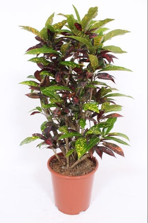 Freckles Croton (Codiaeum variegatum) – 27cm Pot