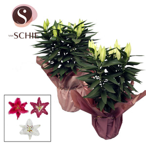 Blush Oriental Lily (Lilium) – 19cm Pot, 50cm High