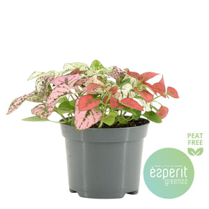 Confetti Plant (Hypoestes phyllostachya) – 8.5cm Pot