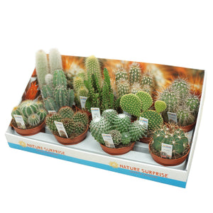 Mixed Cactus Collection – 10.5cm Pot