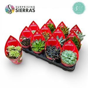 Mixed Surprise Succulent – 8.5cm Pot