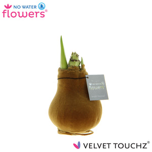 Copper Waxed Amaryllis (Hippeastrum) – 2 Stems