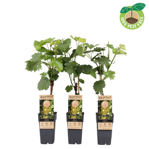 Lakemont Seedless Grape Vine (Vitis vinifera) – 15cm Pot