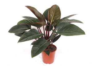 Philodendron Congo Red – 27cm Pot, Approx. 90cm Tall