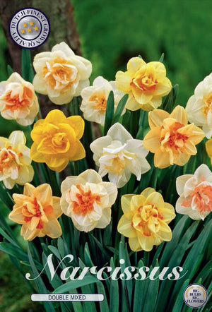 Double Mixed Narcissus Flower Bulbs – Size 14/16