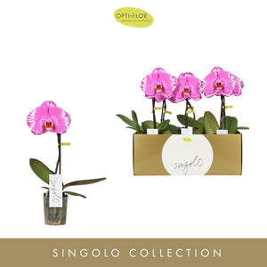 Phalaenopsis Orchid 'Singolo Victorio' – 9cm Pot