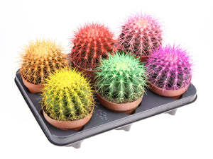 Rainbow Cactus Mix – 12cm Pot, Approx. 20cm High