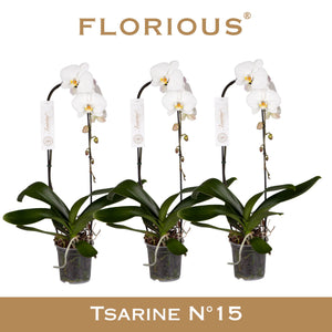 White Phalaenopsis Orchid – 15cm Pot, 80cm Tall