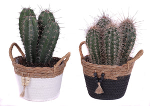 Mixed Cactus Collection – 15cm Pot, Approx. 30cm High