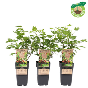 Captivator Gooseberry Plant (Ribes Captivator) – 15cm Pot
