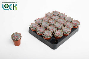Echeveria ‘Pelisuda’ Succulent – 5.5cm Pot