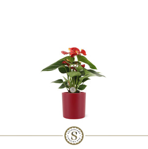 Pink Anthurium ‘Champion’ – 9cm Ceramic Paris Pot