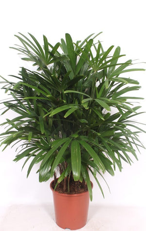 Lady Palm (Rhapis excelsa) – 27cm Pot, 110cm High