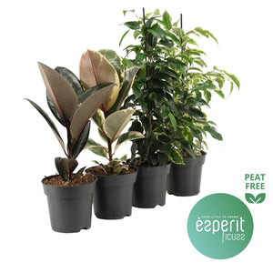 Mixed Ficus Houseplant – 14cm Pot, 40cm High