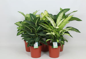 Mixed Dieffenbachia (Dumb Cane) – 24cm Pot, Approx. 90cm
