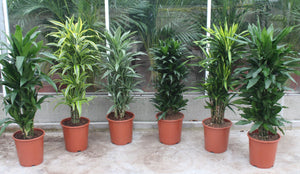 Branched Corn Plant (Dracaena fragrans) – 27cm Pot, 120cm High