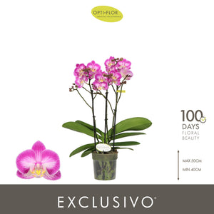 Pink Phalaenopsis Orchid ‘Cupido’ – 12cm Pot
