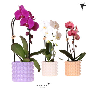 Mixed Phalaenopsis Orchid – 12cm Ceramic Pot