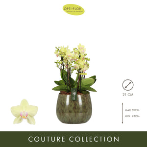 Phalaenopsis Orchid Arrangement – 21cm Ceramic Pot