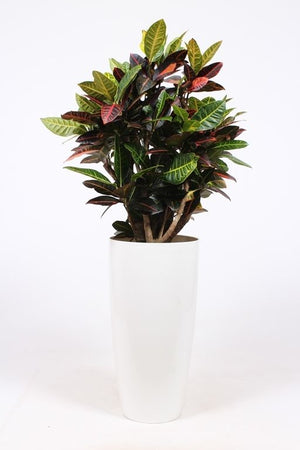 Large-Leaved Croton (Codiaeum variegatum) – 33cm Black Planter, 140cm High